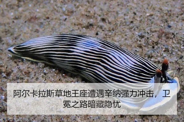 a-er-ka-la-si-cao-di-wang-zuo-zao-yu-xin-na-qiang-li-chong-ji-wei-mian-zhi-lu-an-cang-yin-you-2-201.jpg